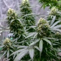 Green Gelato Feminized