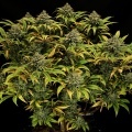 Green Gelato Feminized