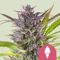 Green Gelato Feminizada