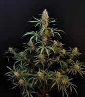 Original Auto Jack Herer Feminizada