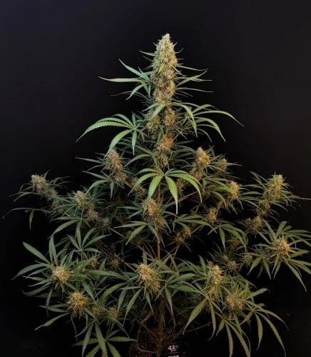 Original Auto Jack Herer Feminized