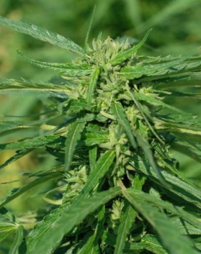 CBD Terra Italia Feminizada