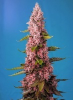 Red Hot Cookies Feminized