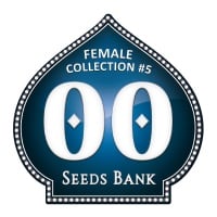 Female Collection no.5 Feminizada