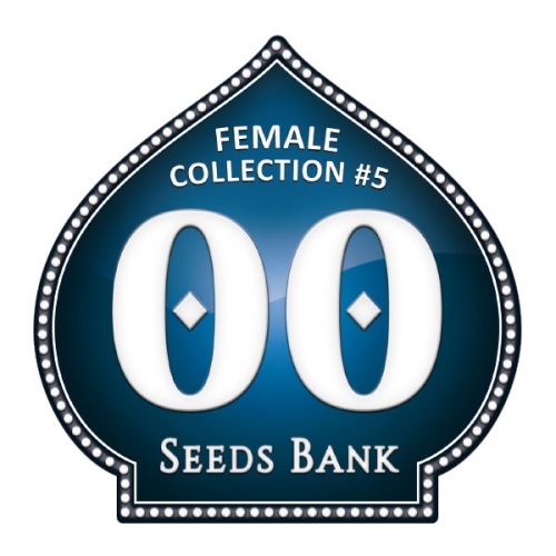 Female Collection no.5 Feminizada