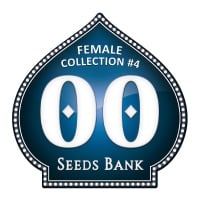Female Collection no.4 Feminizada