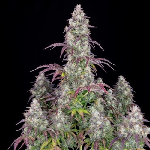 Lemon Pie Auto Feminized