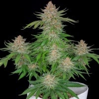 Strawberry Pie Auto Feminized