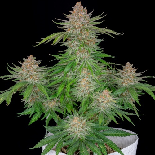 Strawberry Pie Auto Feminizada