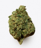 Cannabis Alto CBD Gorilla Grillz 3.5 gramos Indoor