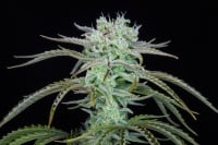 Strawberry Banana Auto Feminized