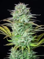 Kosher Cake Auto Feminized