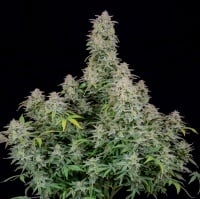 Forbidden Runtz Auto Feminized