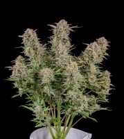 Bruce Banner Auto Feminizada