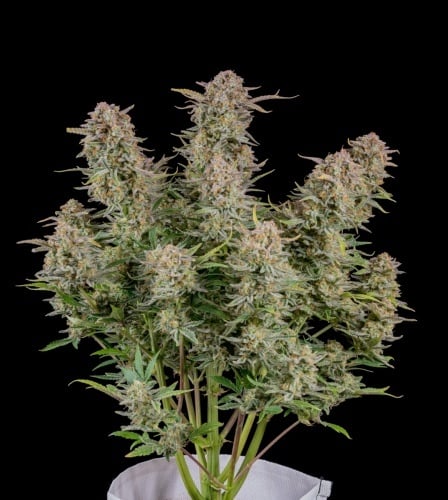 Bruce Banner Auto Feminized