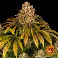 Lemon Tree Feminized