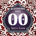 Blueberry Fast Féminisée
