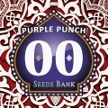 Purple Punch Féminisée
