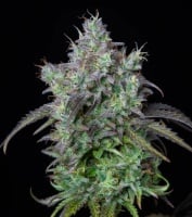 Original Big Bud Auto Feminized