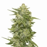 GG-48 Auto Feminizada