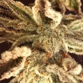 Girl Scout Cookies Auto Feminized