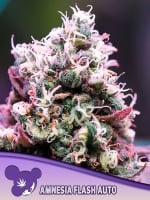 Amnesia Flash Auto Feminizada