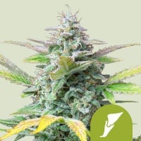 Quick One Auto Feminizada