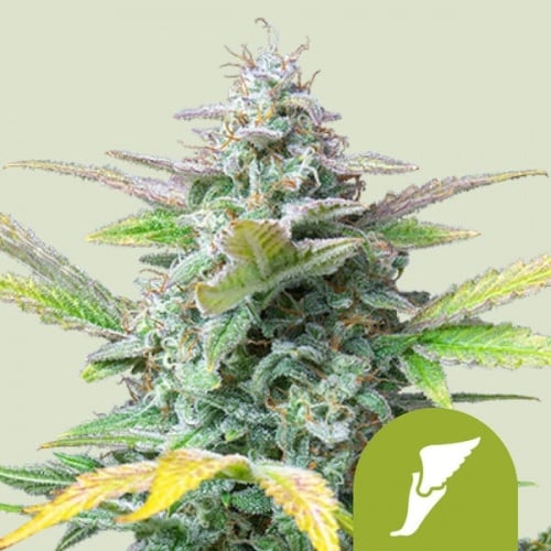 Quick One Auto Feminizada