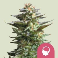 Amnesia Haze Feminizada