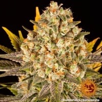 Banana Punch Feminized