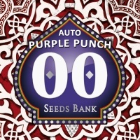 Auto Purple Punch Feminizada