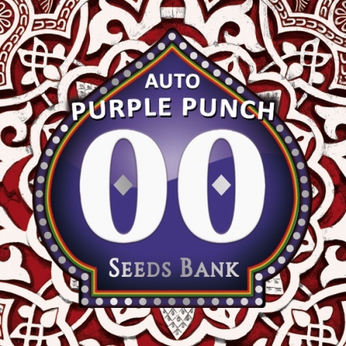 Auto Purple Punch Feminized
