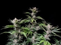 Cherry Cola Auto Feminized