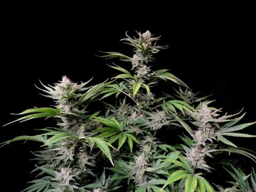 Cherry Cola Auto Feminized