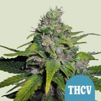 Royal THCV Feminizada