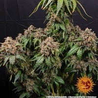 White Widow XXL Feminized