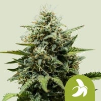 Fat Banana Auto Feminizada