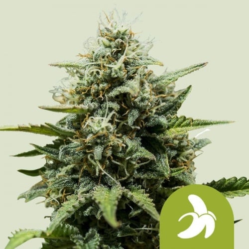 Fat Banana Auto Feminizada