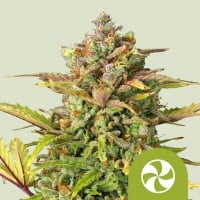 Sweet ZZ Auto Feminizada