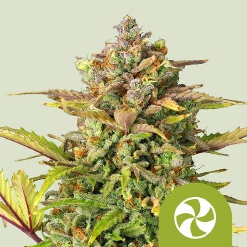 Sweet ZZ Auto Feminizada