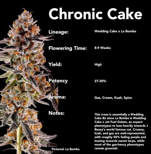 Chronic Cake Féminisée