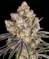 Ice Cream Cake Feminized