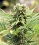 Dedoverde Haze Feminized