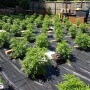 Auto Cheese Feminized