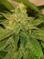 Original Cheese Feminized