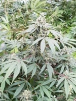 Lemonade Auto Feminizada