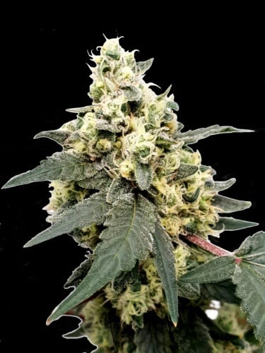 Lemonade Auto Feminizada