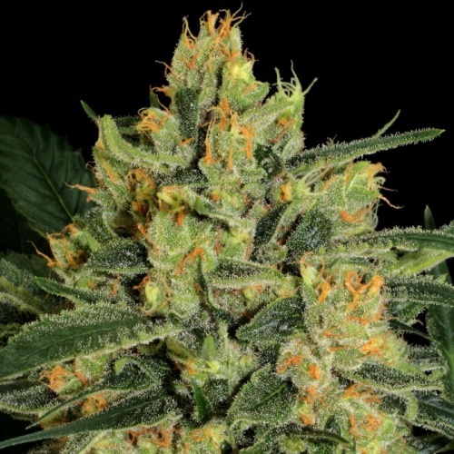 Durga Mata II CBD Feminizada