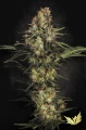 Original White Widow (IBL) Feminized