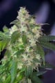 Original White Widow (IBL) Feminized